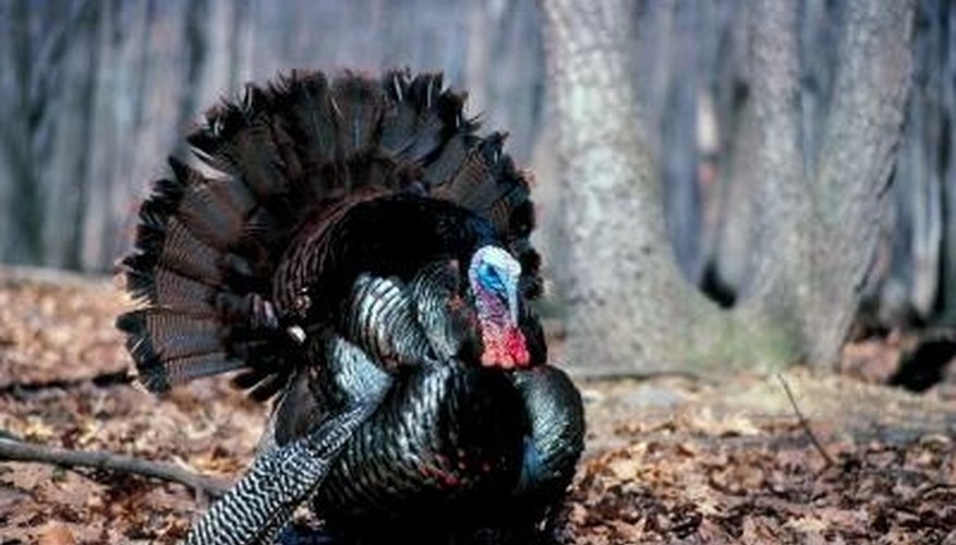 How to Gobble With a Mouth Call