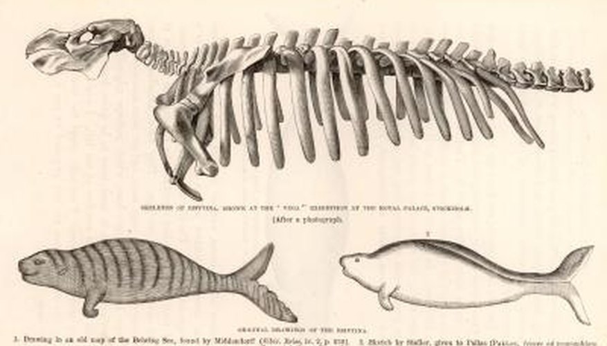 The Different Fields of Zoology | The Classroom