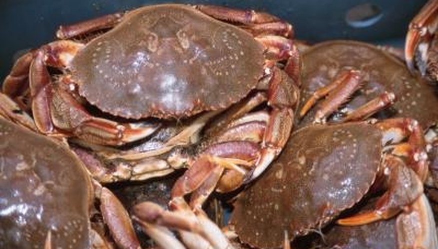 The Best Dungeness Crabbing Tides
