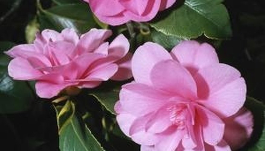 Why Are My Camellias Turning Brown? Garden Guides