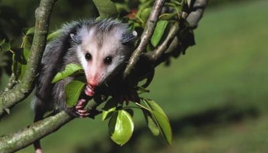How to Clean a Possum