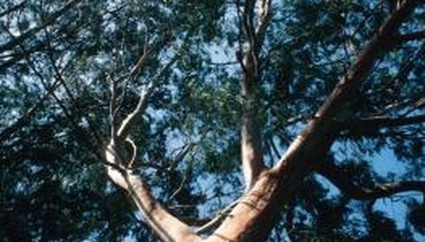 Eucalyptus lumber varies by species. Eucalyptus lumber varies by species.