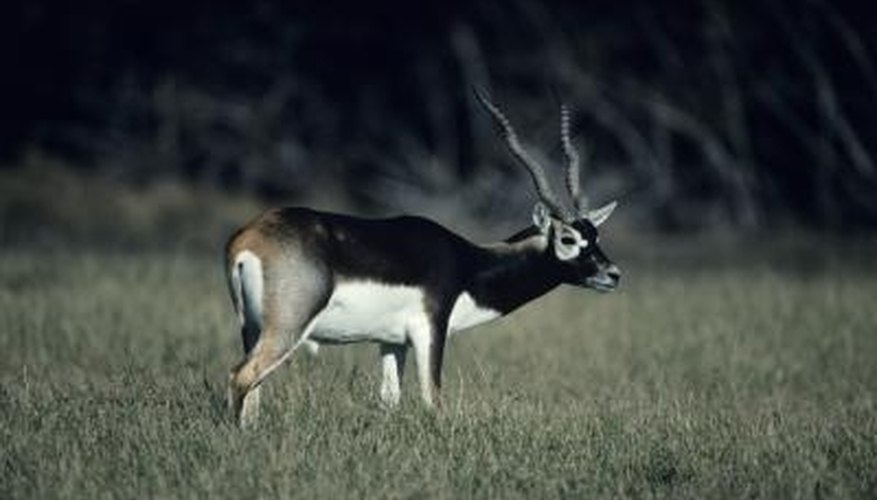 How to Score a Blackbuck Antelope