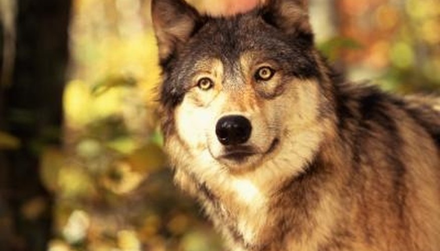 How to Scare Away a Wolf