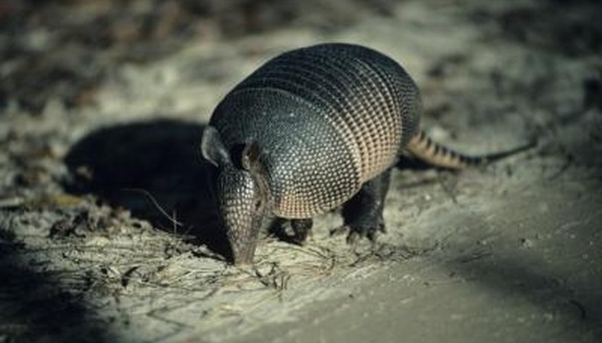 How to Clean Armadillos