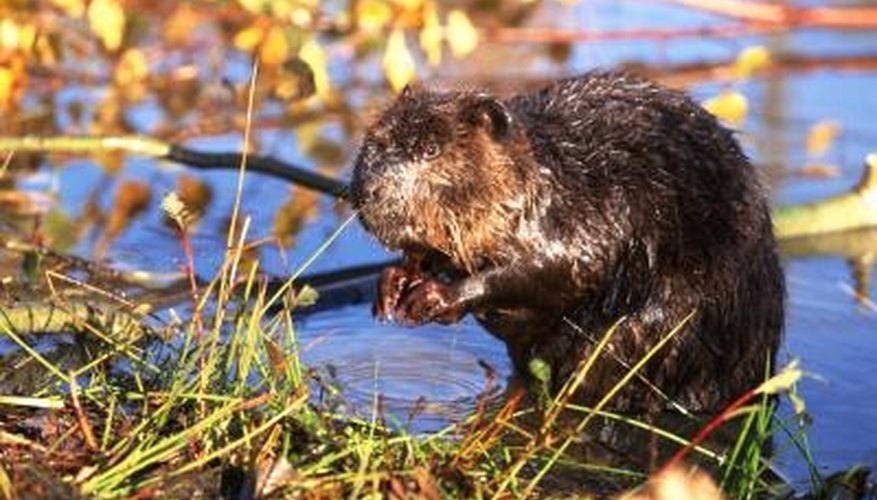 How to Get Rid of a Beaver Dam | Garden Guides