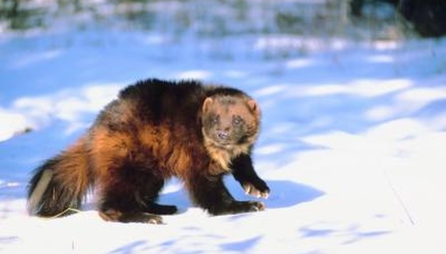 How to Identify Wolverine Tracks Gone Outdoors Your Adventure Awaits