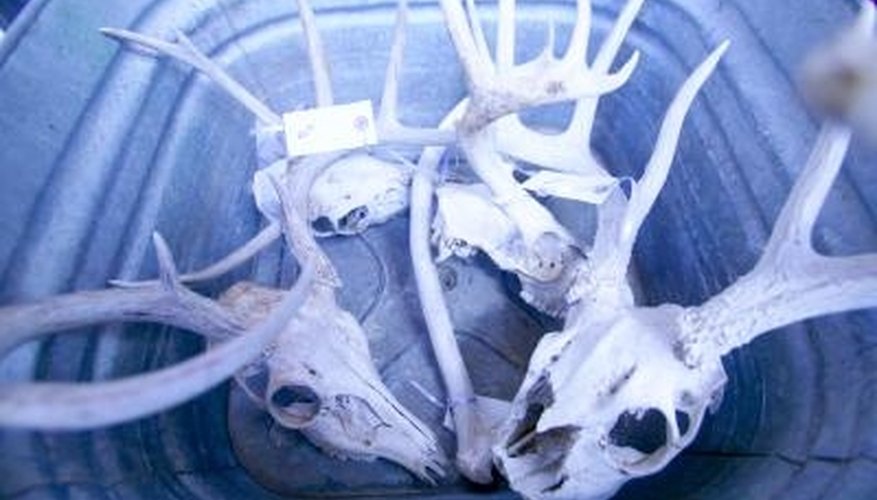 How to Wash a Deer Skull With Acid