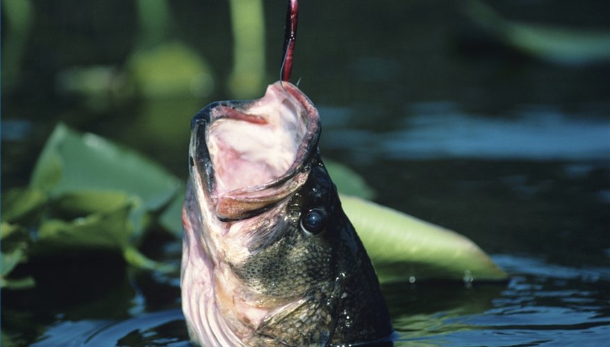 Largemouth Bass Adaptations