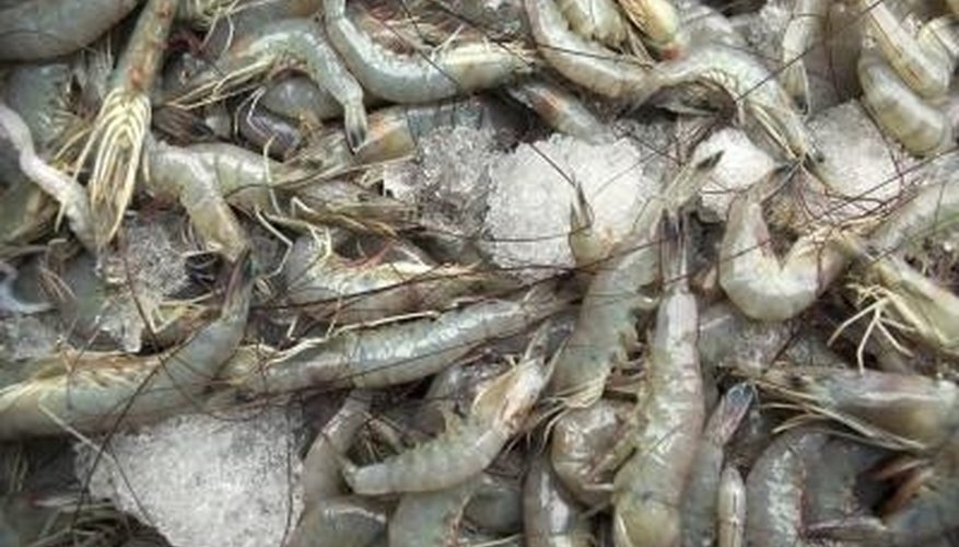 How to Make Shrimp Traps