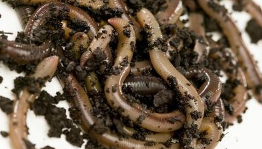 How to Make a Worm Bed for Nightcrawlers