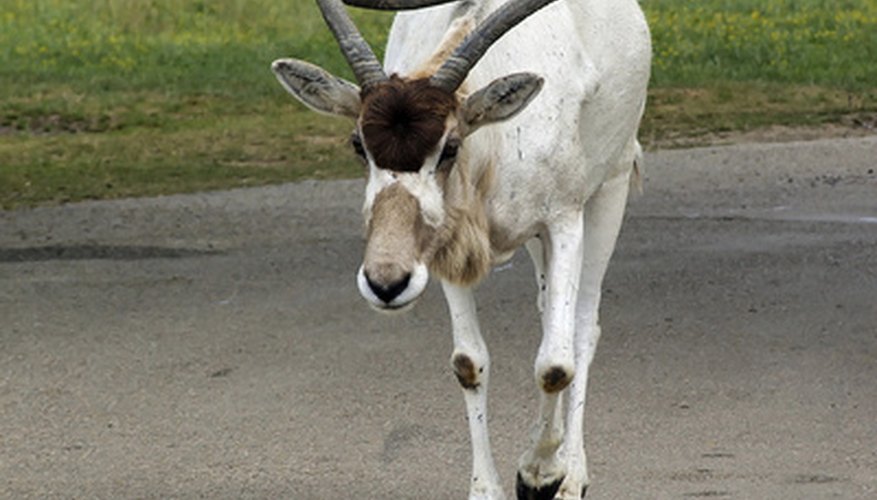 Photo Credit: addax image by Pascal Péchard from <a href='http://www.fotolia.com'>Fotolia.com</a> The addax is a member of the the antelope family