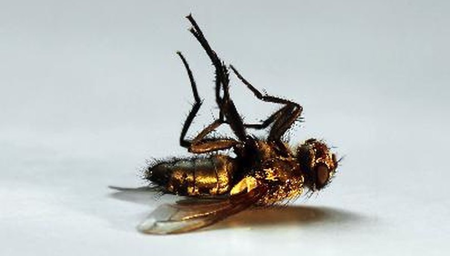 You can kill and repel houseflies without using dangerous pesticides. You can kill and repel houseflies without using dangerous pesticides.