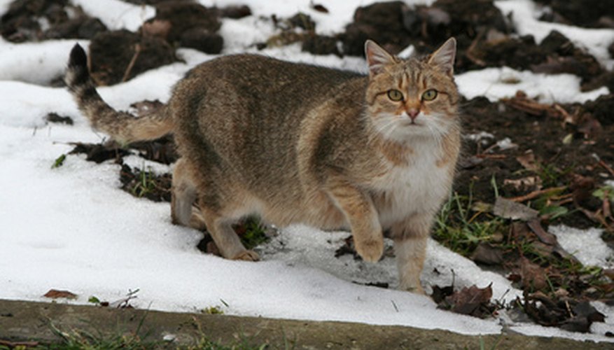 Photo Credit: the cat image by Andrzej Dziedzic from <a href='http://www.fotolia.com'>Fotolia.com</a> A feral cat.