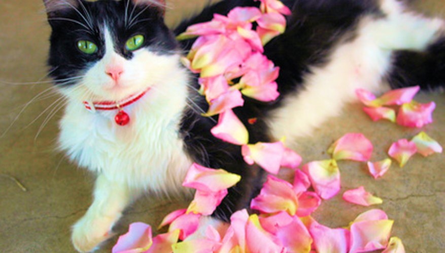 Photo Credit: pet pamper image by Allyson Ricketts from <a href='http://www.fotolia.com'>Fotolia.com</a> Tend a cat