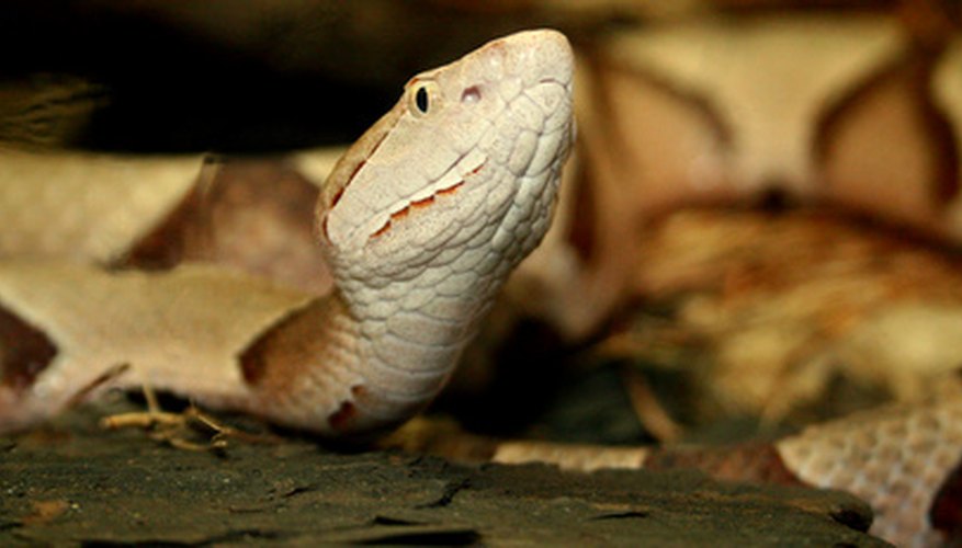 Photo Credit: Venomous Snake image by Lucid_Exposure from <a href='http://www.fotolia.com'>Fotolia.com</a> Copperheads are the most common venomous snake in Indiana.