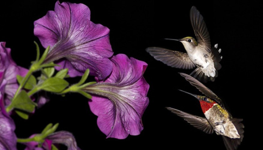 Photo Credit: Hummingbirds image by Dwight Davis from <a href='http://www.fotolia.com'>Fotolia.com</a> Hummingbirds feed on the sweet nectar of flowering plants.