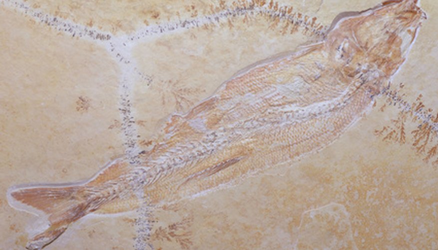 This fish fossil illustrates how fossils usually look when they are discovered and removed from surrounding rock. This fish fossil illustrates how fossils usually look when they are discovered and removed from surrounding rock.