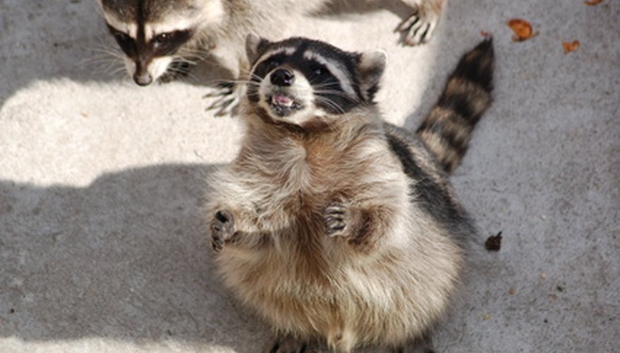 Photo Credit: raccoon image by masteraz from <a href='http://www.fotolia.com'>Fotolia.com</a> Notice the smaller front feet and larger back feet of the raccoon.