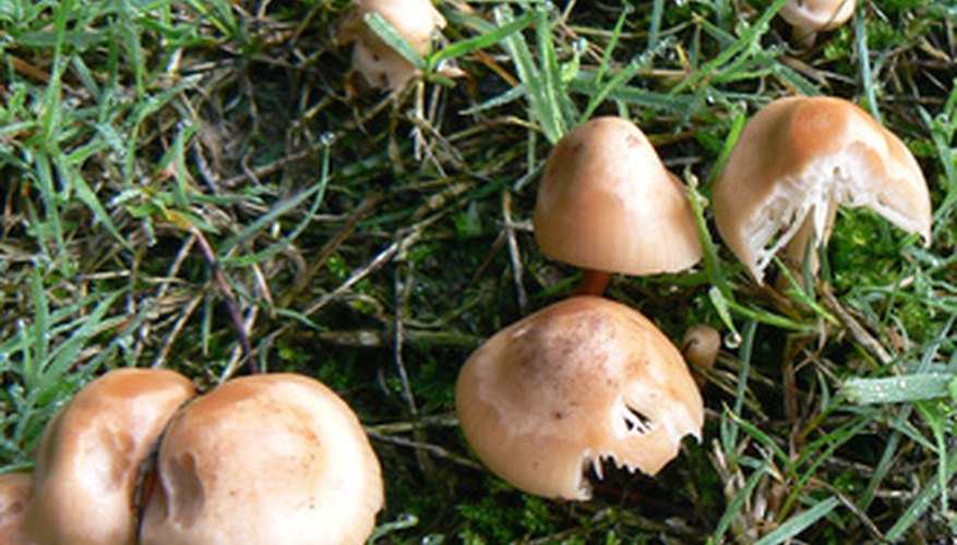 What Causes Mushrooms To Grow In My Yard Garden Guides