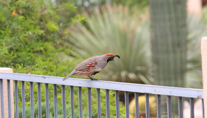 How to Build a Quail Trap