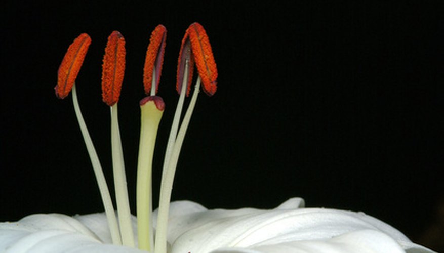 file-lilium-longiflorum-stamen-jpg-wikipedia