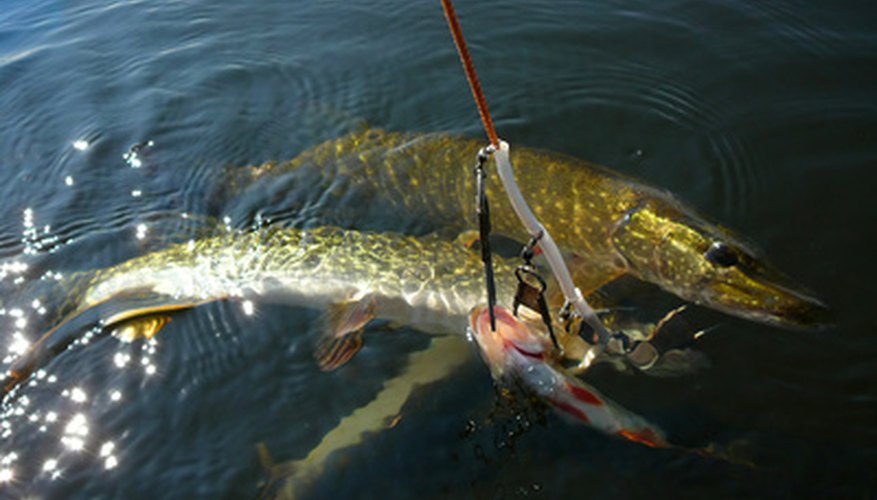 Pike Fishing in Lake George, New York