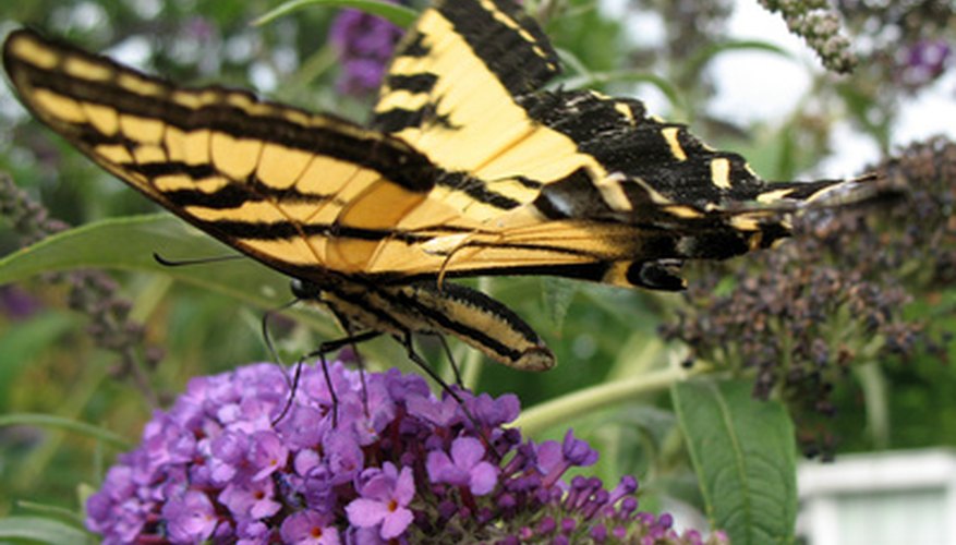 Photo Credit: butterfly image by pearlguy from <a href='http://www.fotolia.com'>Fotolia.com</a> Butterflies make beautiful science projects.