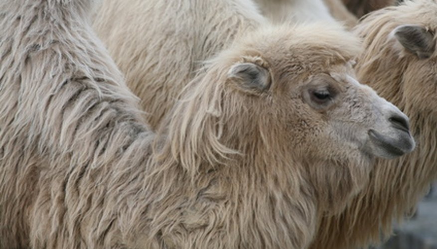 Photo Credit: Camel image by vin5 from <a href='http://www.fotolia.com'>Fotolia.com</a> Bactrian camels inhabit Asia's rocky deserts.