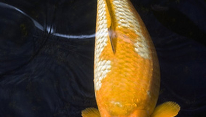 how-do-koi-fish-reproduce-in-freshwater-ponds-sciencing