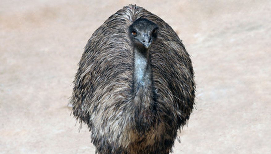 Photo Credit: Emu 2 image by fotodewan from <a href='http://www.fotolia.com'>Fotolia.com</a> Emus are native to Australia.