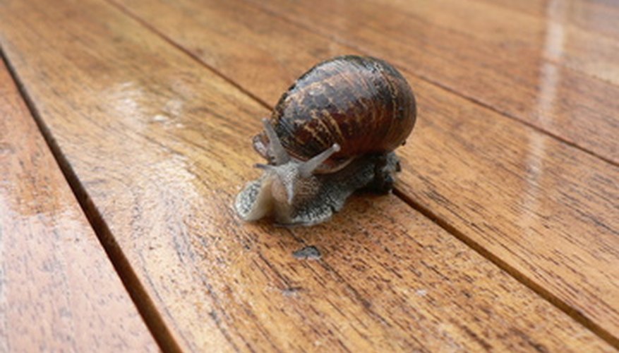 Photo Credit: snail 1 image by Alison Bowden from <a href='http://www.fotolia.com'>Fotolia.com</a> Elodea and snails have a symbiotic relationship.