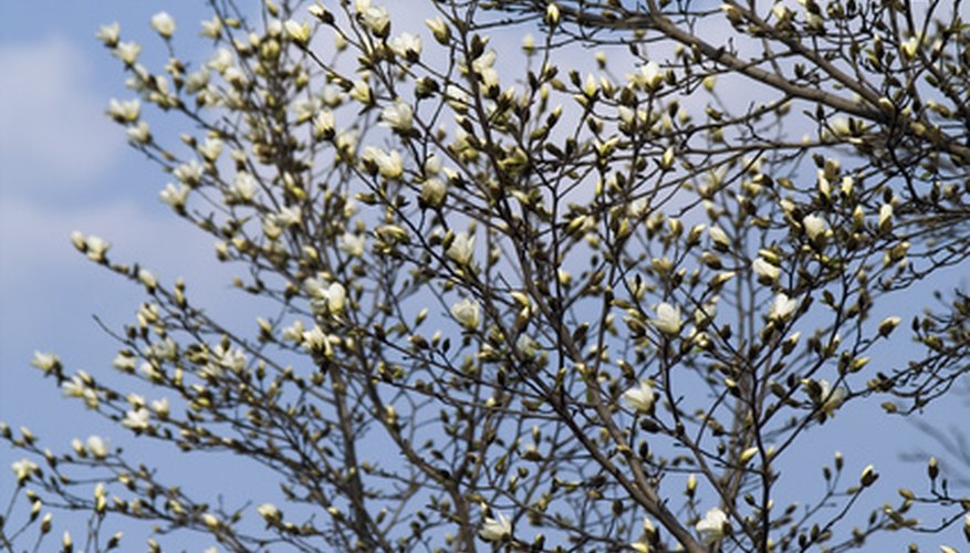 Photo Credit: white magnolia image by Marek Kosmal from <a href='http://www.fotolia.com'>Fotolia.com</a> Flowering plants attract humans with their beauty, fragrance and fruit.