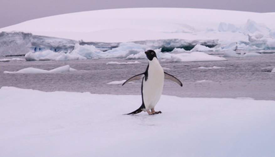 Photo Credit: manchot adelie sur iceberg image by Pollarys from <a href='http://www.fotolia.com'>Fotolia.com</a> Penguins are among the few species of animals living in Antarctica.