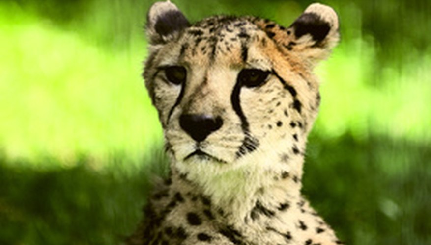 Photo Credit: leopard image by Vintsik from <a href='http://www.fotolia.com'>Fotolia.com</a> Leopards can be found throughout Africa
