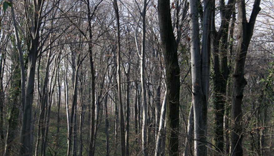 Photo Credit: forest image by Dozet from <a href='http://www.fotolia.com'>Fotolia.com</a> What is the average diameter of these trees?