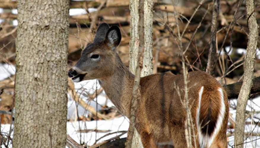 Photo Credit: White-tailed Deer image by chas53 from <a href='http://www.fotolia.com'>Fotolia.com</a> White-tailed deer are large herbivores inhabiting temperate North American woodlands.