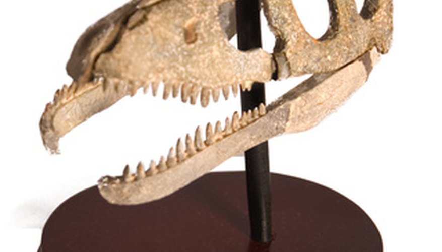 Photo Credit: dinosaur scull image by Daria Miroshnikova from <a href='http://www.fotolia.com'>Fotolia.com</a> Dinosaur bones are one type of body fossil.