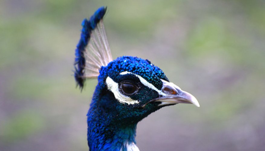 Photo Credit: indian peafowl image by Madrider from <a href='http://www.fotolia.com'>Fotolia.com</a> types of Peacocks