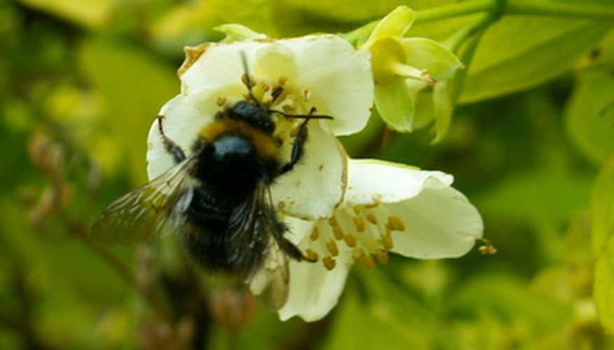 Photo Credit: close up of bee pollinating a flower image by Rabidjamdealer from <a href='http://www.fotolia.com'>Fotolia.com</a> Bees are one of the most prolific pollinators.