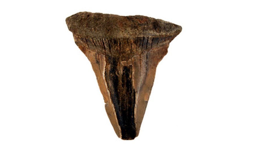 Note the brown and black colors of this fossil tooth. Note the brown and black colors of this fossil tooth.