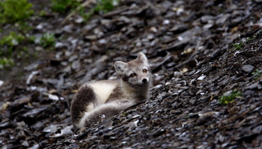 Photo Credit: arctic fox image by Gail Johnson from <a href='http://www.fotolia.com'>Fotolia.com</a> Arctic foxes are both predators and scavengers.