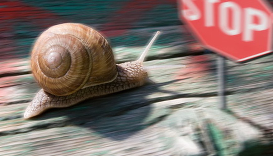 Photo Credit: snail race image by George Muresan from <a href='http://www.fotolia.com'>Fotolia.com</a> Race snails across different terrains when first-grade students study biology.