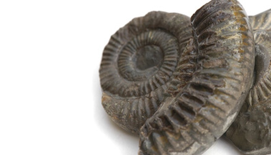 Photo Credit: fossil banner white image by Studio Pookini from <a href='http://www.fotolia.com'>Fotolia.com</a> Vinegar can help you clean and preserve fossils.