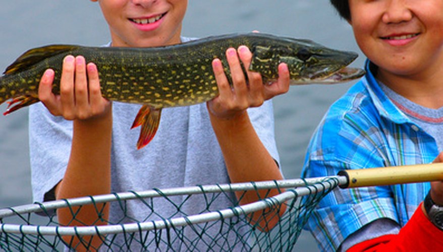 What Is Considered a Trophy Northern Pike?
