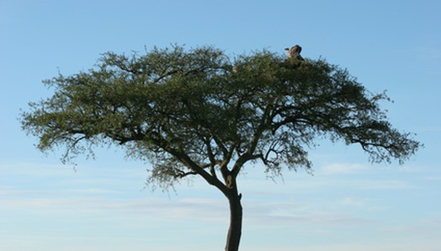 Photo Credit: acacia et vautours image by Jj from <a href='http://www.fotolia.com'>Fotolia.com</a> Acacias are a signature tree of Africa.