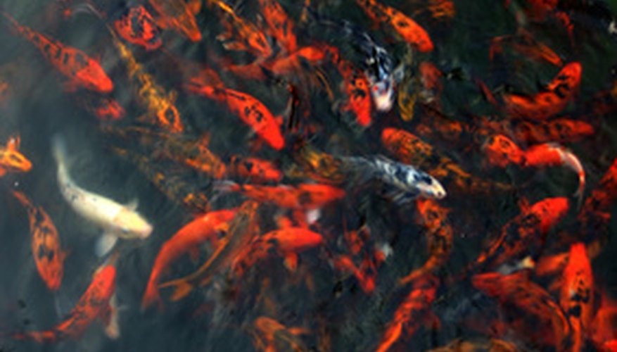 Photo Credit: koiteich image by photosite from <a href='http://www.fotolia.com'>Fotolia.com</a> Professional breeders often choose an alternative method for reproduction of koi.