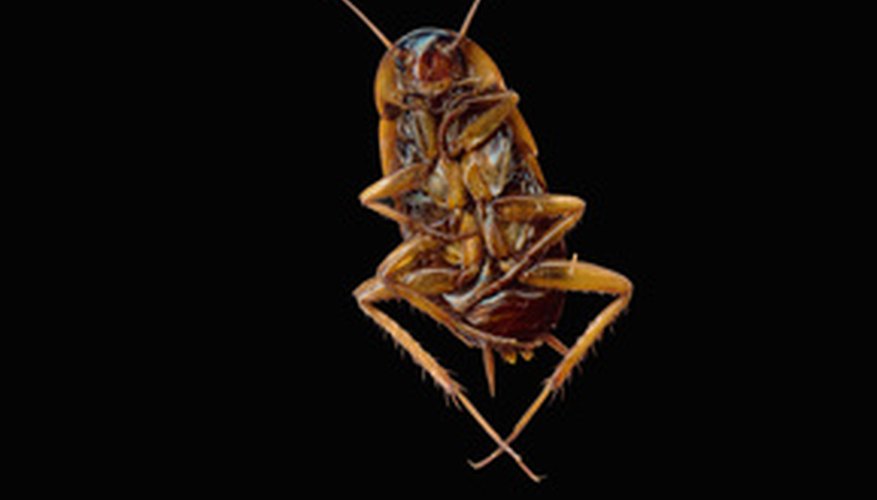 Roaches . . .  Fotolia_1275167_XS