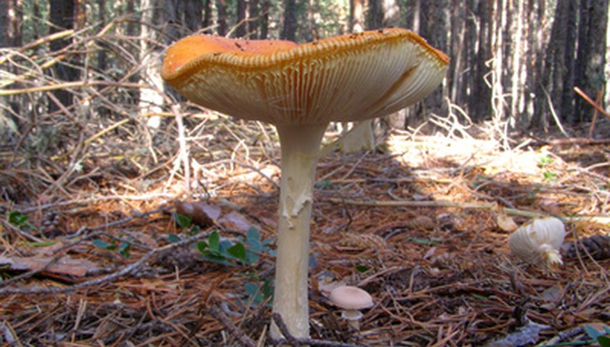 Photo Credit: amanita flavoconia image by David Bautista from <a href='http://www.fotolia.com'>Fotolia.com</a> Note the white gills of the amanita mushroom.