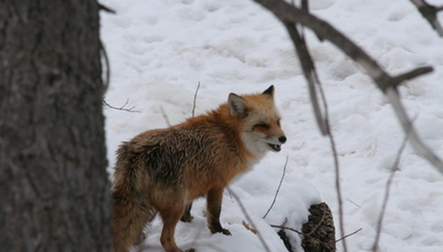 Photo Credit: red fox,fox,mammal,animal,big bear,big bear lake,c image by Earl Robbins from <a href='http://www.fotolia.com'>Fotolia.com</a> Foxes, although not often seen, are found across North America.